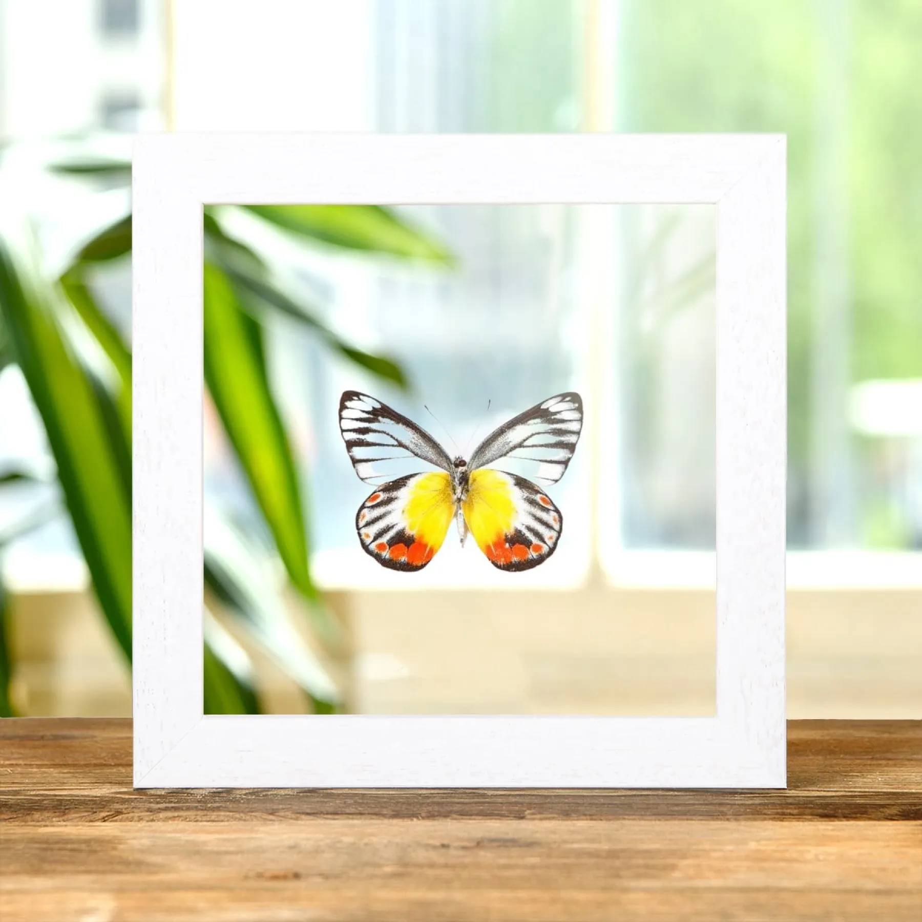 Minibeast Delias Vlinder in Transparante Glazen Lijst (Delias periboea)