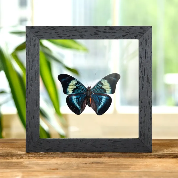Red Flasher In Clear Glass Box Frame (Panacea prola)