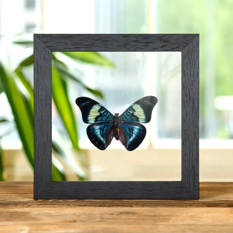 Red Flasher In Clear Glass Box Frame (Panacea prola)