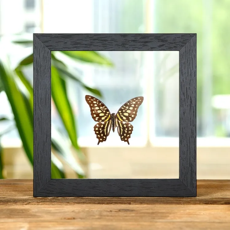 Schwanz-Jay Schwalbenschwanz im Transparenten Glasrahmen (Graphium agamemnon)