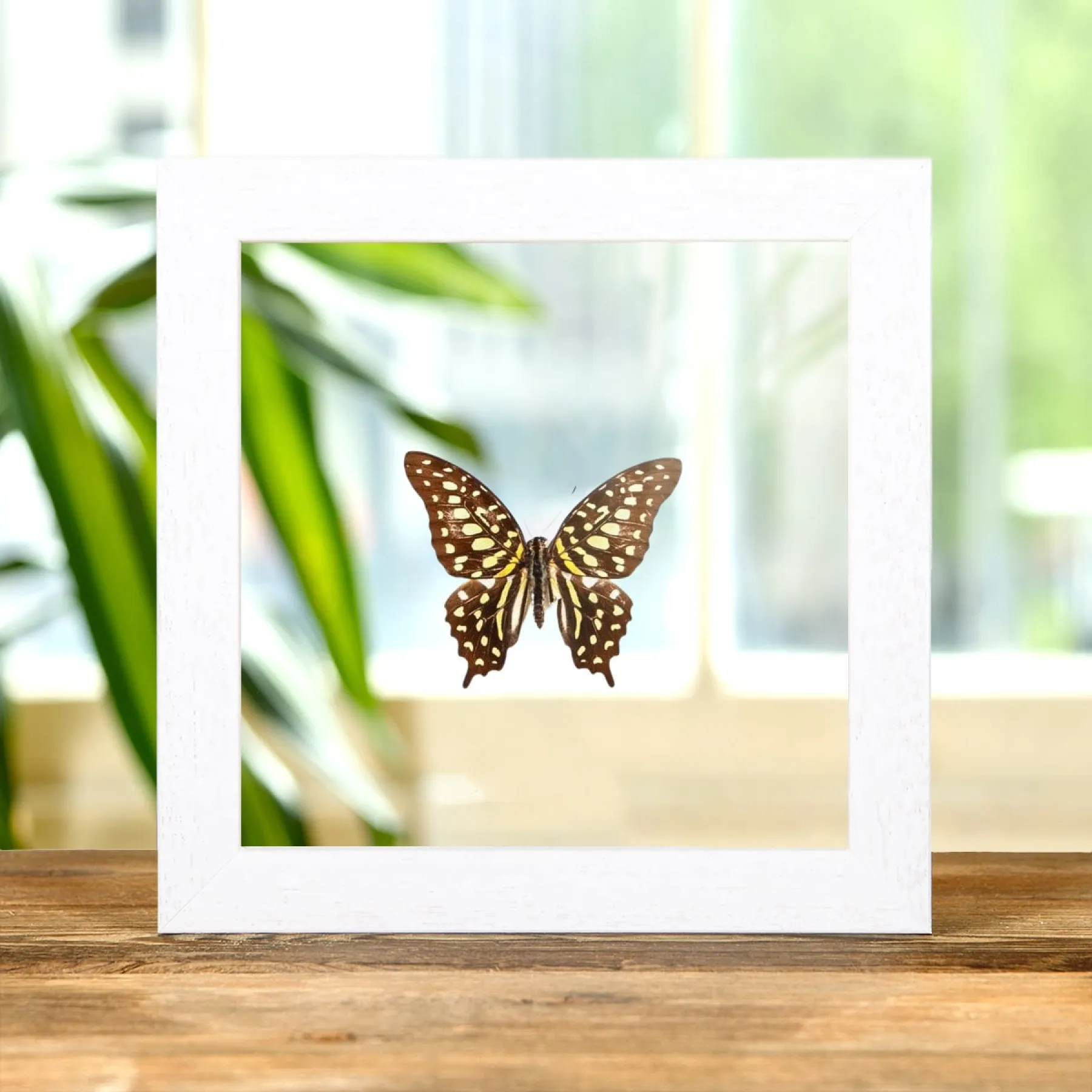 Minibeast Gestaarte Jay-zwaluwstaartvlinder in transparante glazen lijst (Graphium agamemnon)