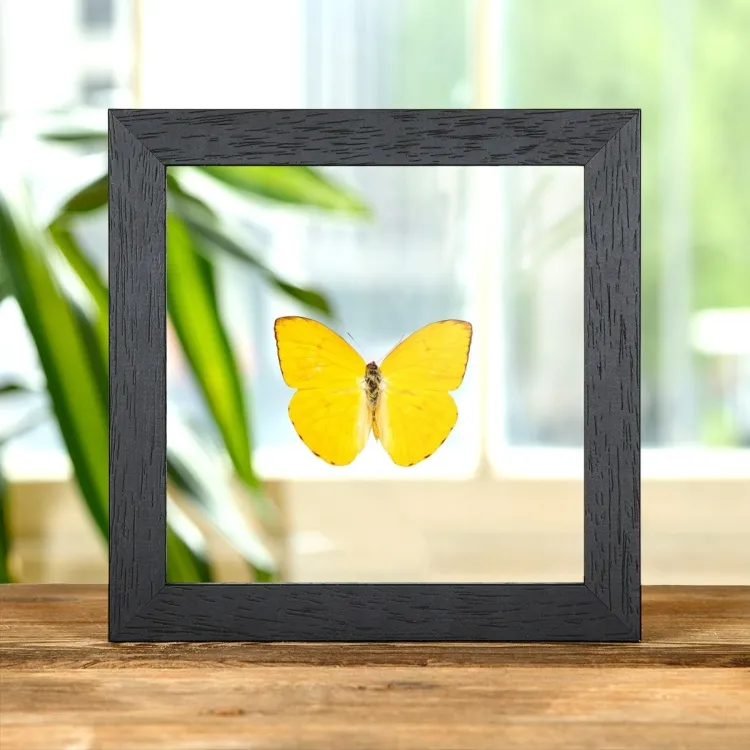 Apricot Sulphur In Clear Glass Box Frame (Phoebis argante)
