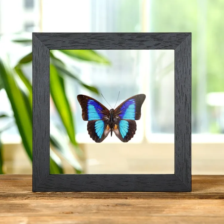 Shaded-blue Leafwing In Clear Glass Box Frame (Prepona Laertes octavia)