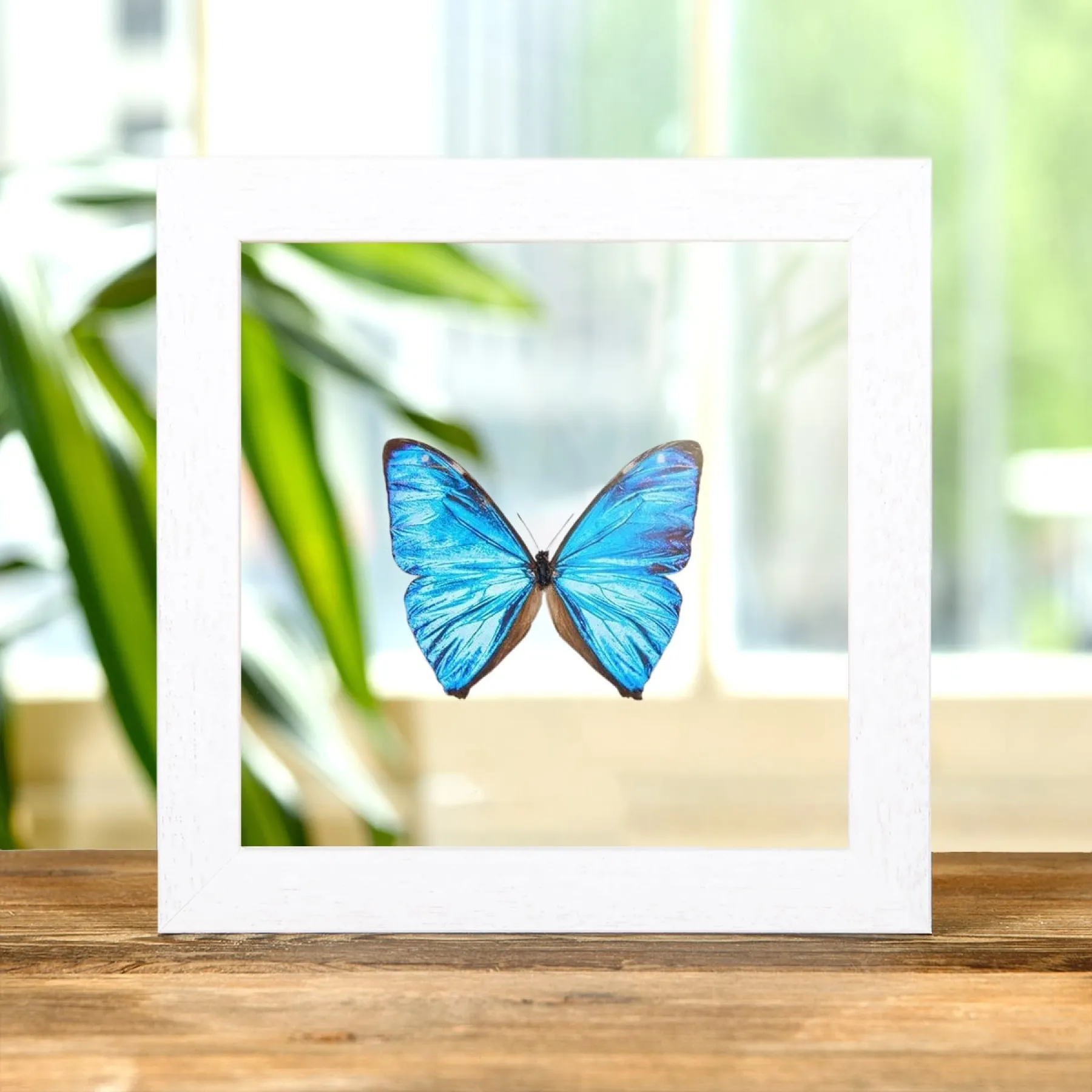 Minibeast Aega Morpho Schmetterling im Transparenten Glasrahmen (Morpho aega)