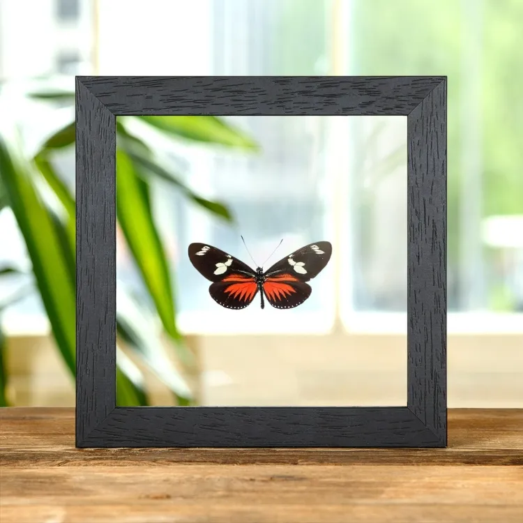 Doris Longwing dans un Cadre en Verre Transparent (Heliconius doris)