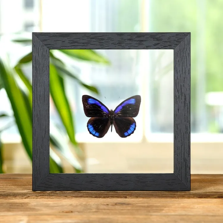 Dark Purplewing In Clear Glass Box Frame (Eunica alcmena)