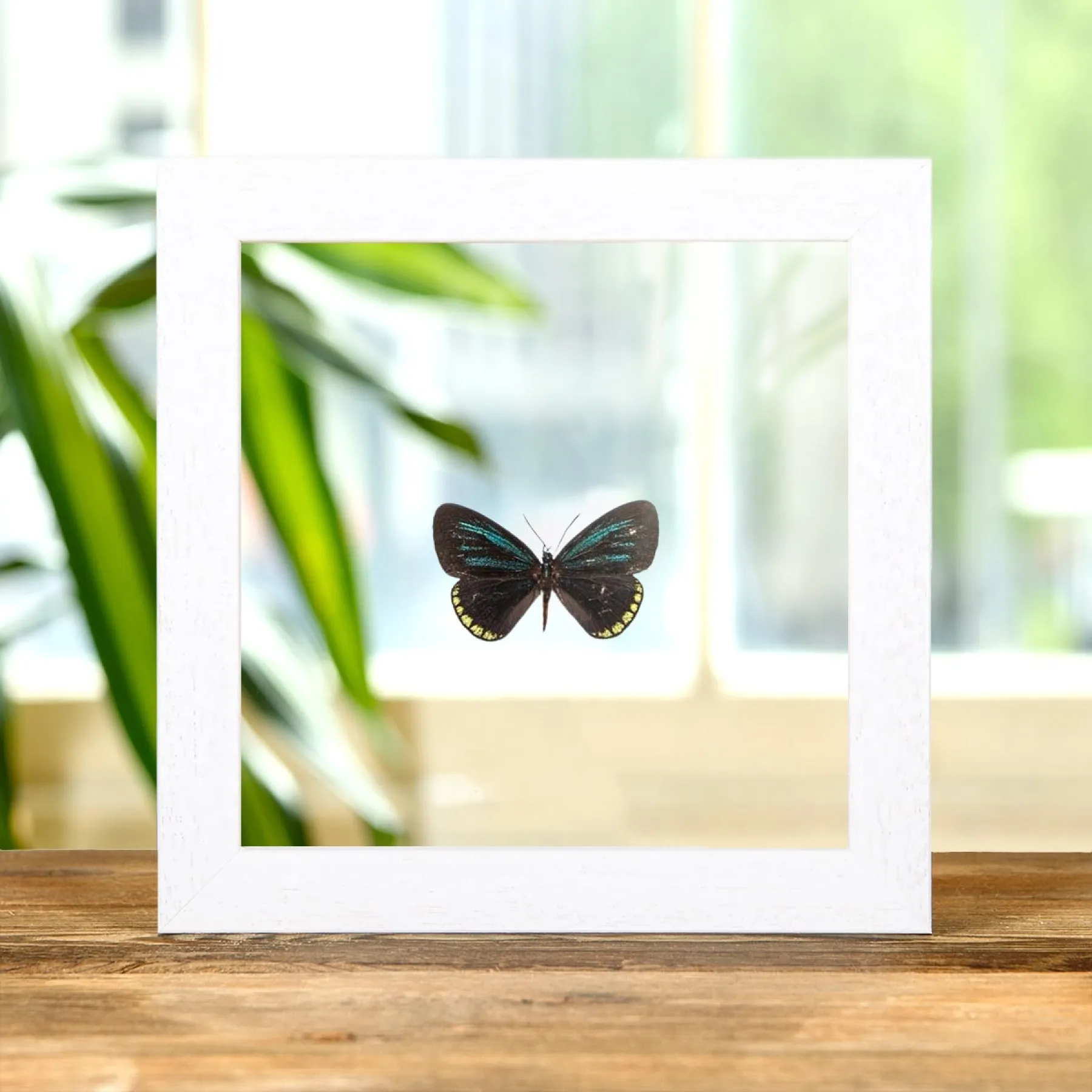 Minibeast Mexikanischer Cyadian im Transparenten Glasrahmen (Eumaeus toxea)