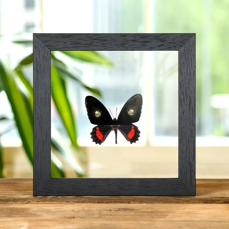 Transandean Cattleheart In Clear Glass Box Frame (Parides iphidamas)
