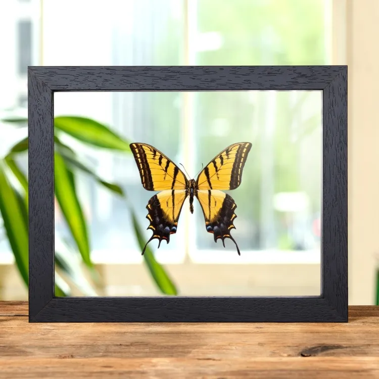 Two-tailed Swallowtail In Clear Glass Box Frame (Papilio multicaudata ssp grandiosus)