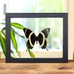 Minibeast Magnificent Swallowtail In Clear Glass Box Frame (Papilio garamas)