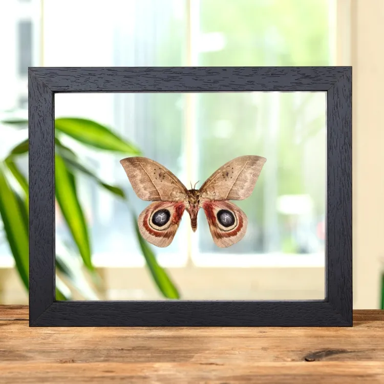 Automeris metzli In Clear Glass Box Frame From Trinidad