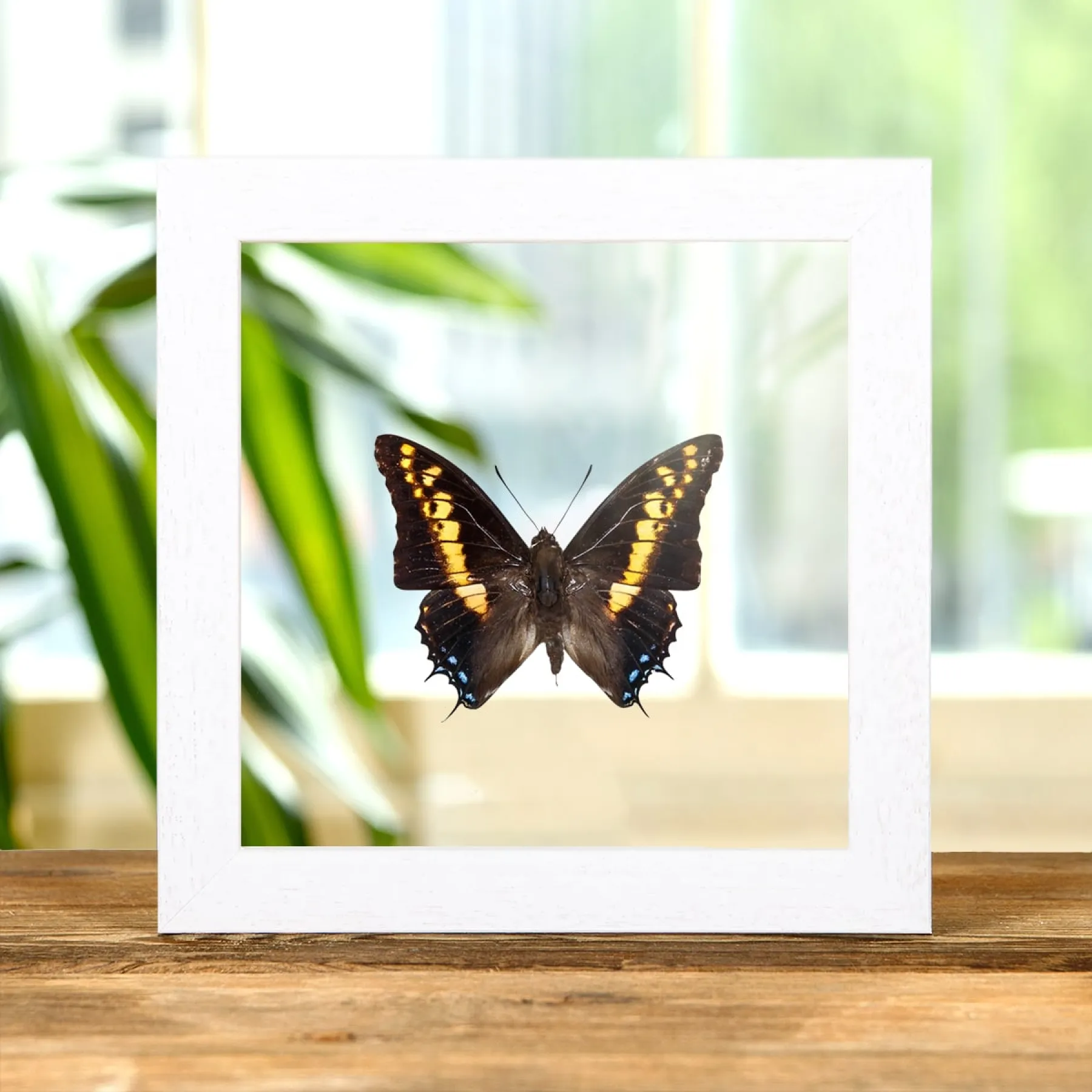 Minibeast Reusachtige Keizer Vlinder in Transparante Glazen Lijst (Charaxes castors)