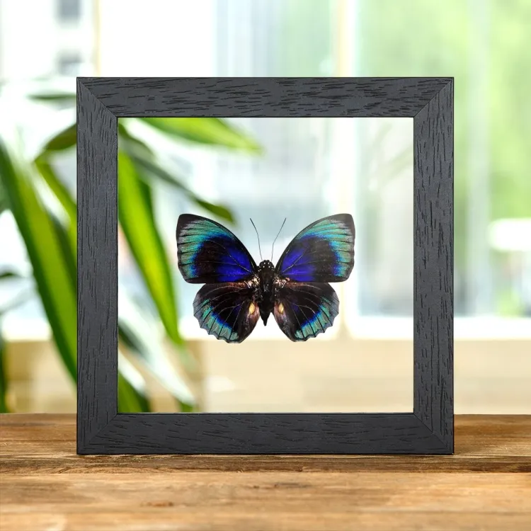 Agrias Butterfly In Clear Glass Box Frame (Agrias beata beatifica)
