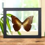 Minibeast Hercules Morpho In Clear Glass Box Frame (Morpho hercules diadema)