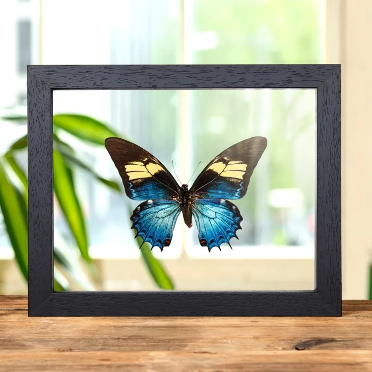Weiblicher Königs-Schwalbenschwanz im Transparenten Glasrahmen (Papilio androgeus)