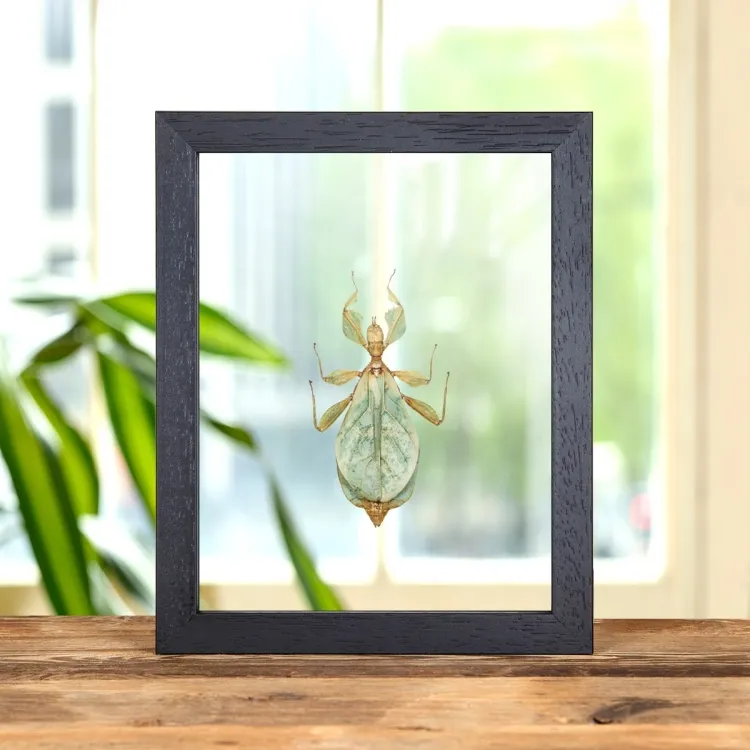Walking Leaf Insect In Clear Glass Box Frame (Phyllium letiranti)