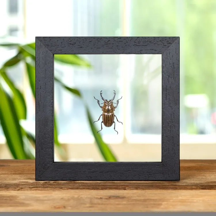 Calcodes striata dans un Cadre en Verre Transparent de Sumatra