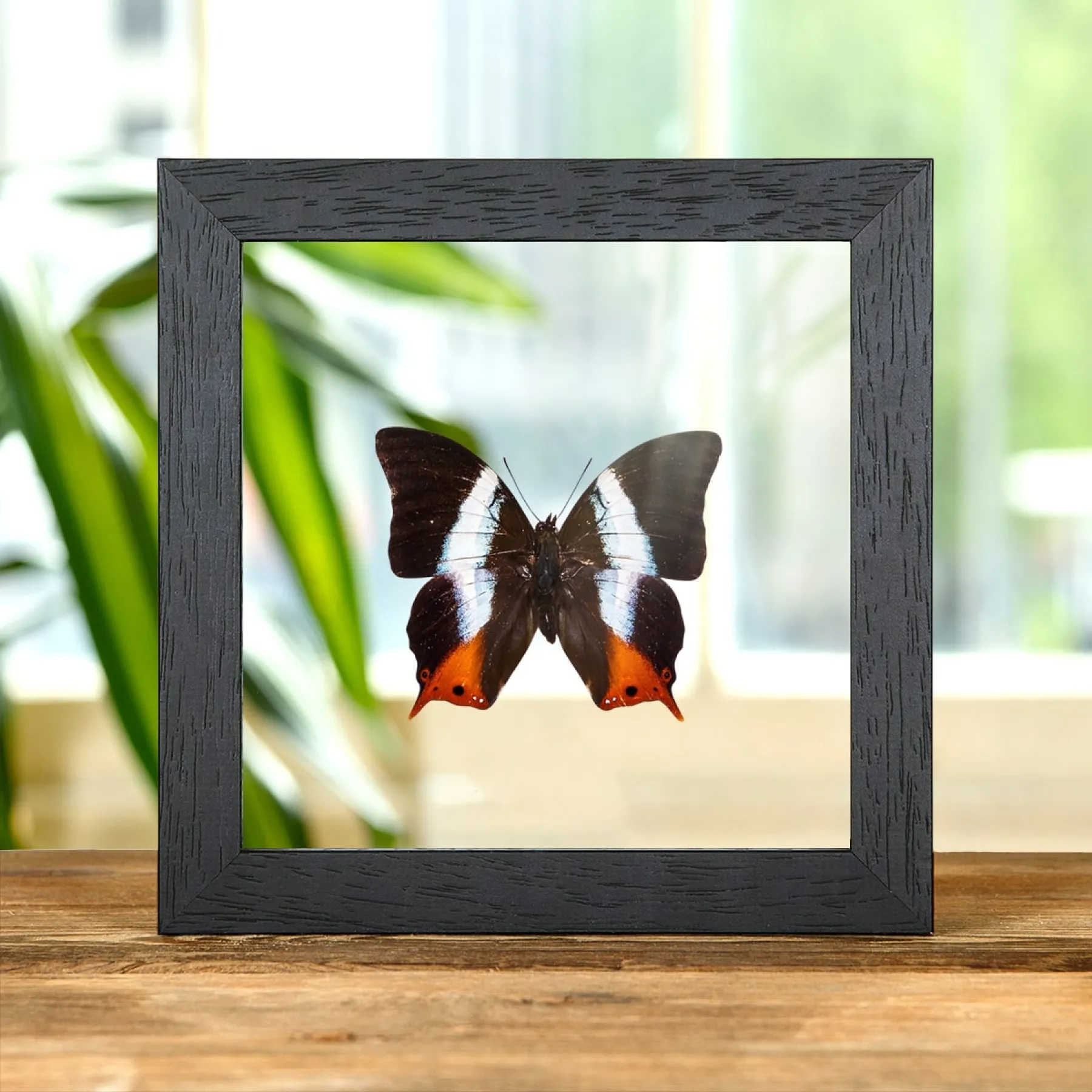 Minibeast Palla à bandes violettes dans un cadre en verre transparent (Palla violinitens)