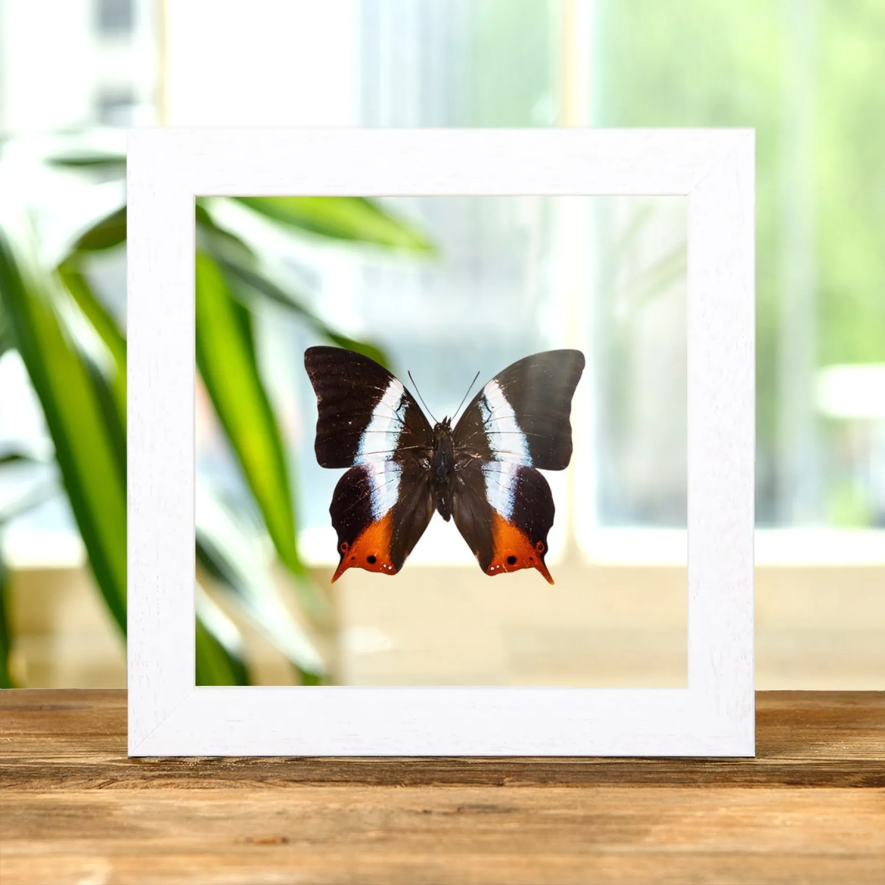 Minibeast Palla à bandes violettes dans un cadre en verre transparent (Palla violinitens)