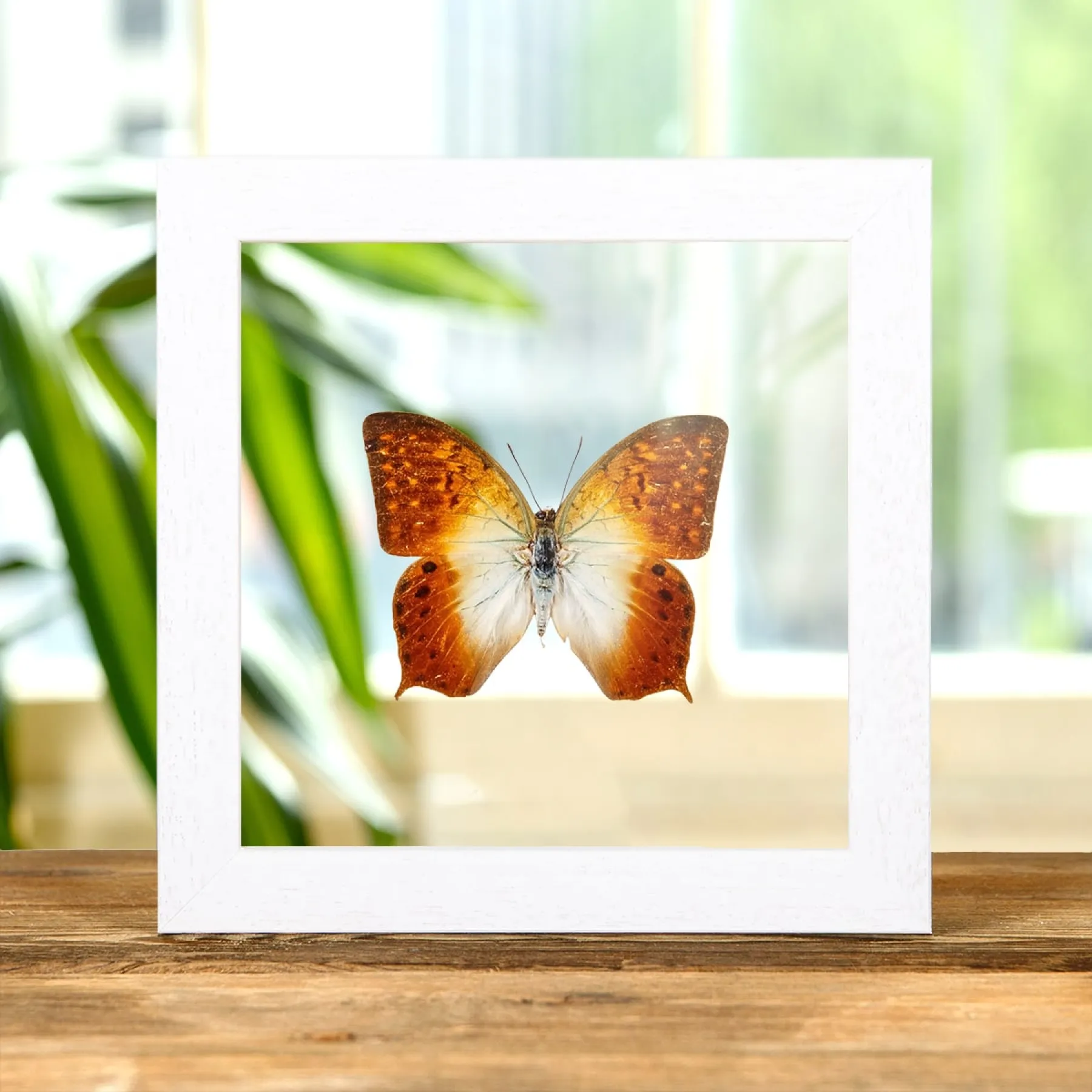 Minibeast Waldperle Charaxes im Transparenten Glasrahmen (Charaxes fulvescens)