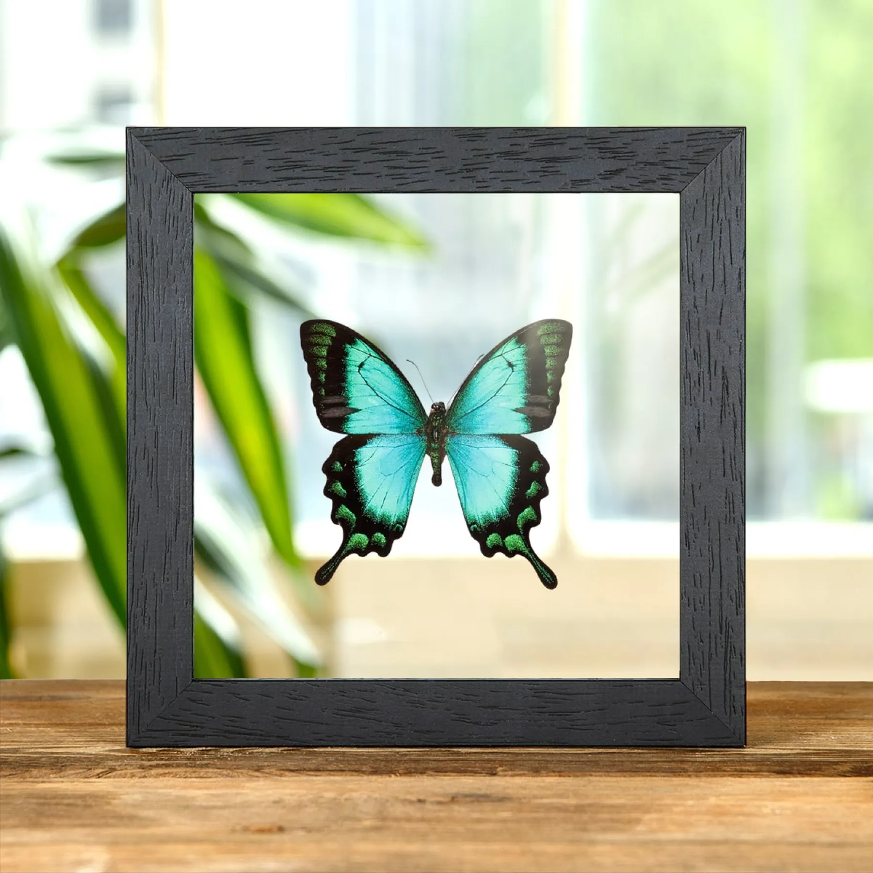 Minibeast Seegrüne Schwalbenschwanz im Transparenten Glasrahmen (Papilio lorquinianus)