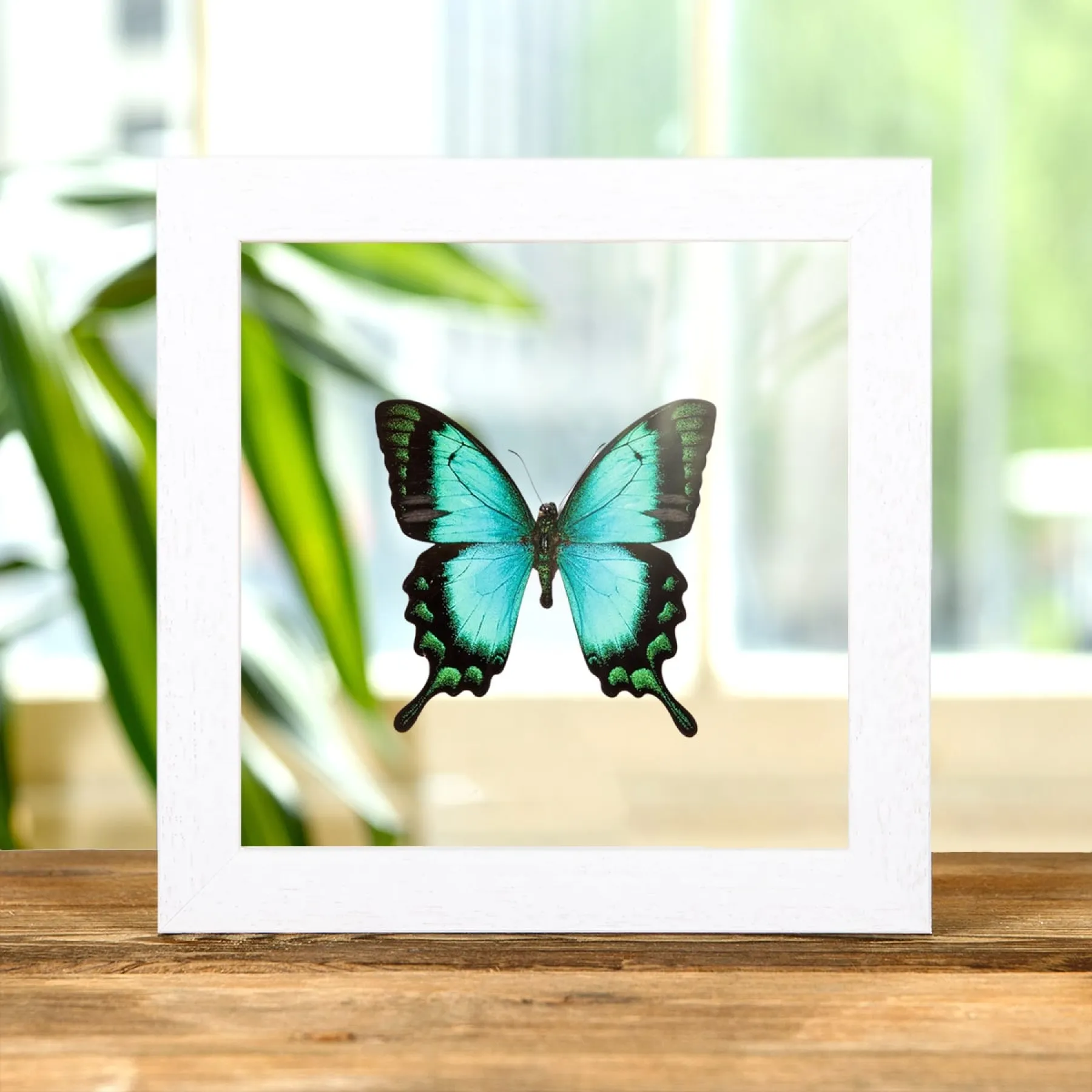 Minibeast Seegrüne Schwalbenschwanz im Transparenten Glasrahmen (Papilio lorquinianus)