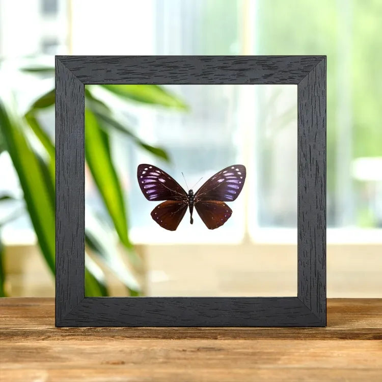 Rare Great Blue Mime In Clear Glass Box Frame (Papilio paradoxa)