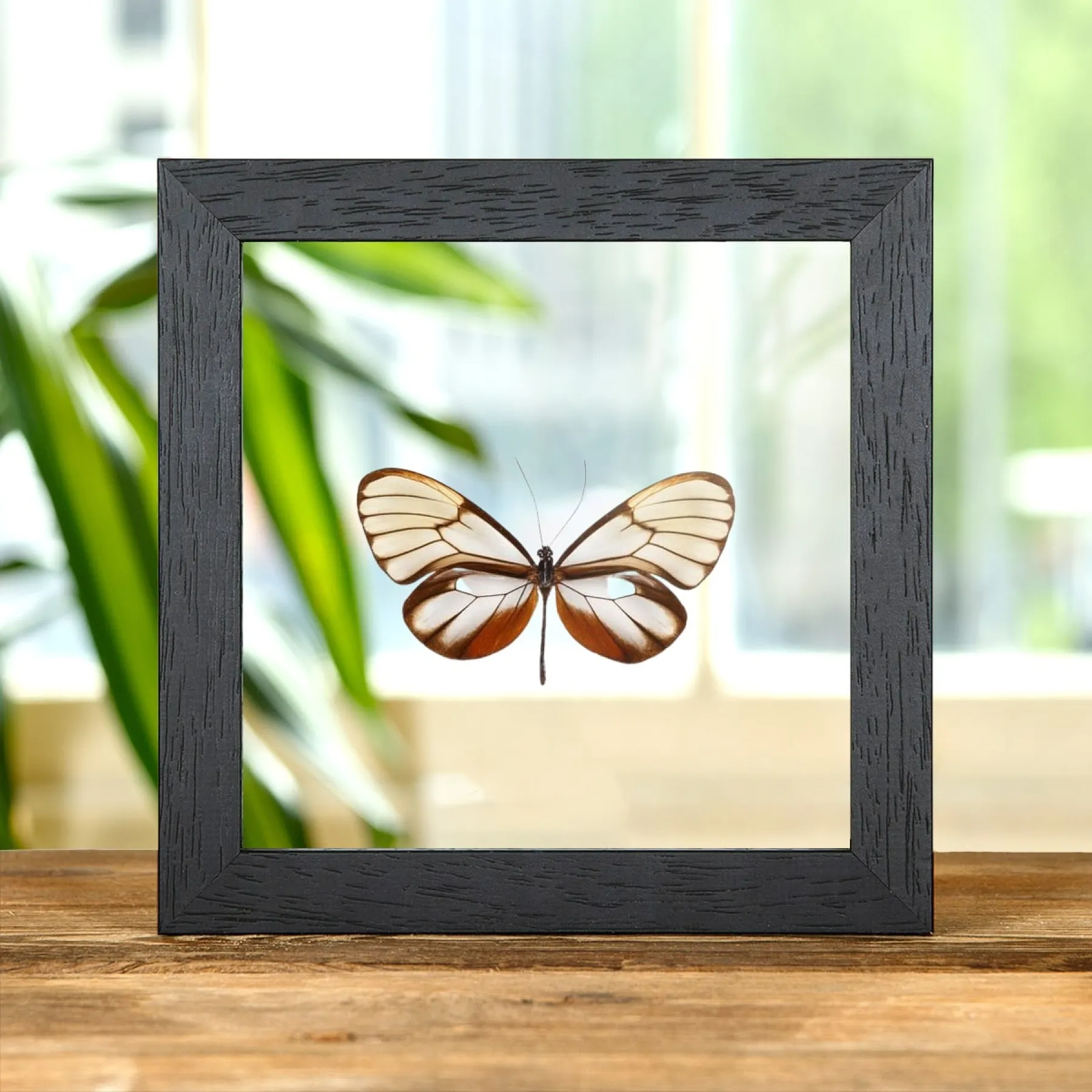Minibeast Stralende Glasswing Vlinder in Transparante Glazen Lijst (Godyris duillia)