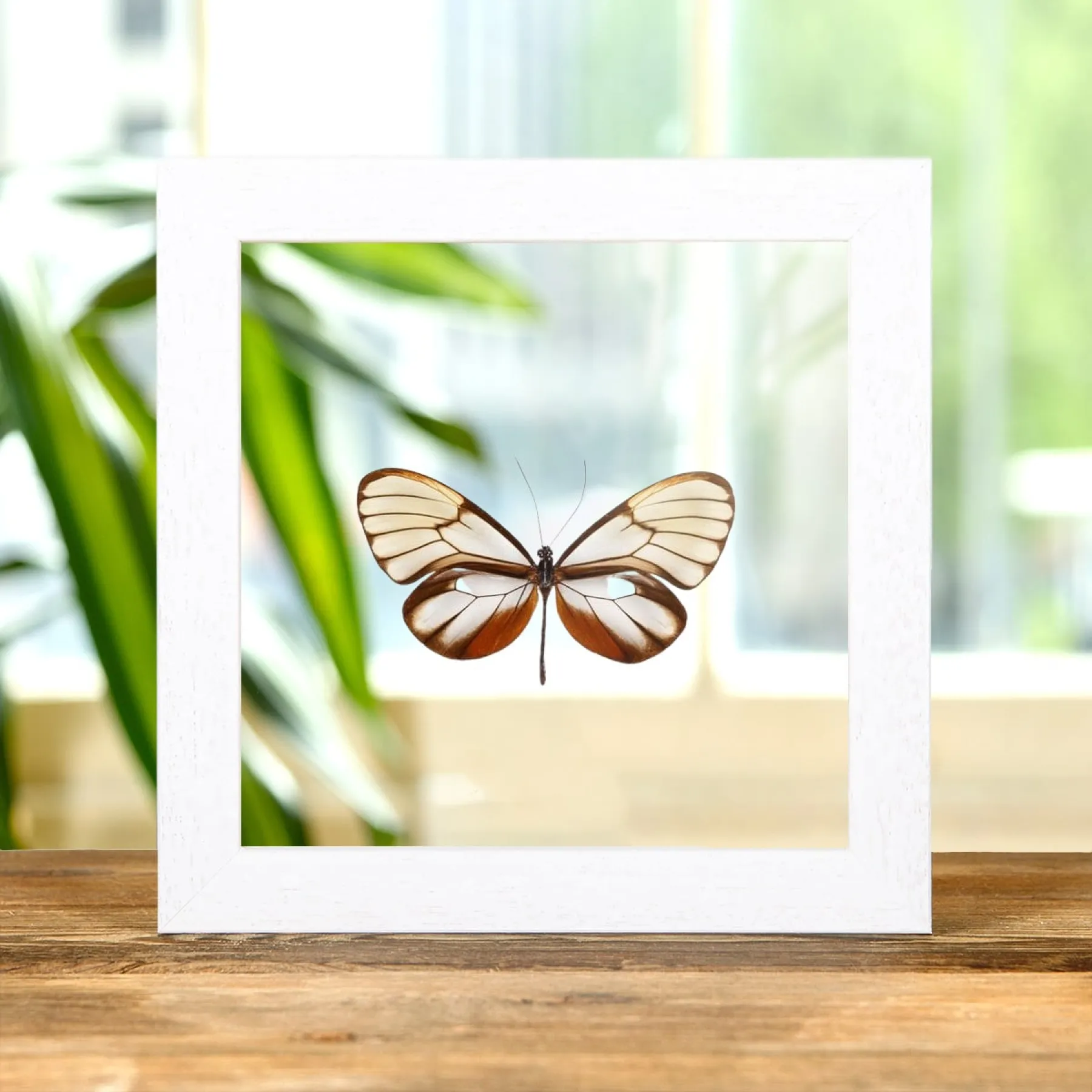 Minibeast Stralende Glasswing Vlinder in Transparante Glazen Lijst (Godyris duillia)