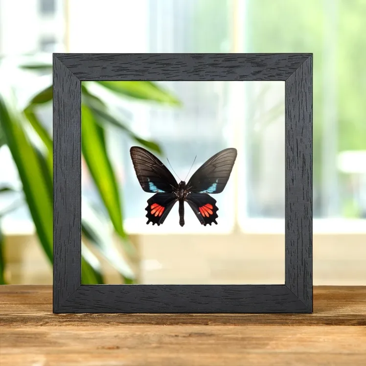 Lysander Cattleheart In Clear Glass Box Frame (Parides lysander brissonius)