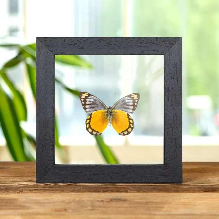 Delias melusina Butterfly In Clear Glass Box Frame From Sulawesi