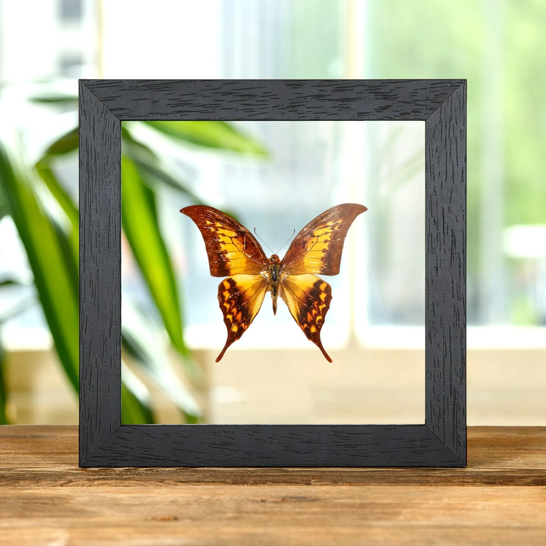 Yellow Gorgon Butterfly In Clear Glass Box Frame (Meandrusa payeni) Minibeast Yellow Gorgon Butterfly In Clear Glass Box Frame (Meandrusa payeni)