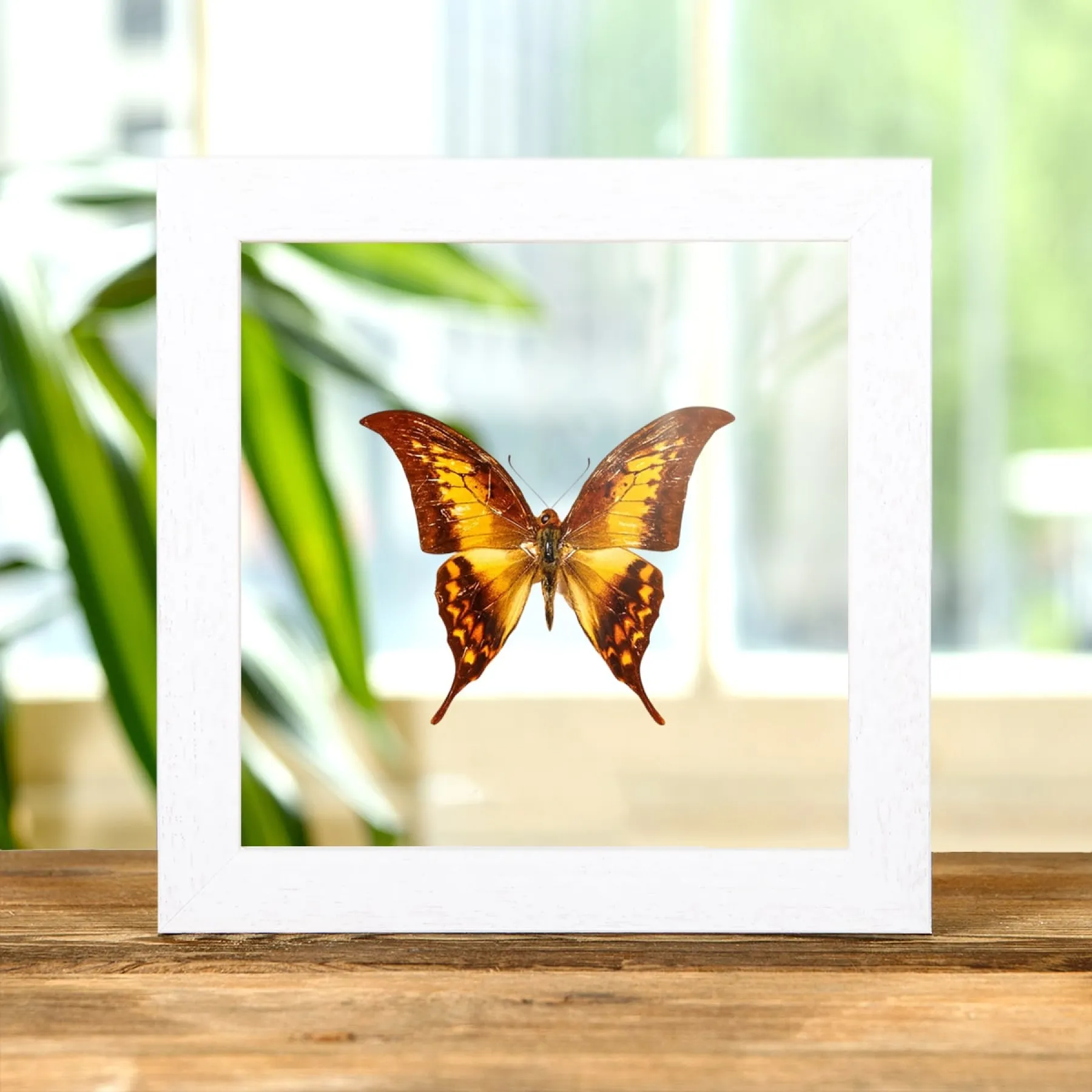 Yellow Gorgon Butterfly In Clear Glass Box Frame (Meandrusa payeni) Minibeast Yellow Gorgon Butterfly In Clear Glass Box Frame (Meandrusa payeni)