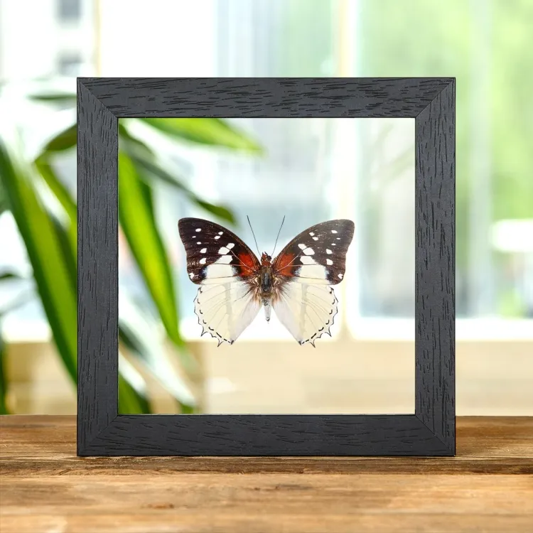 Hadrian's White Charaxes Butterfly In Clear Glass Box Frame (Charaxes hadrianus)