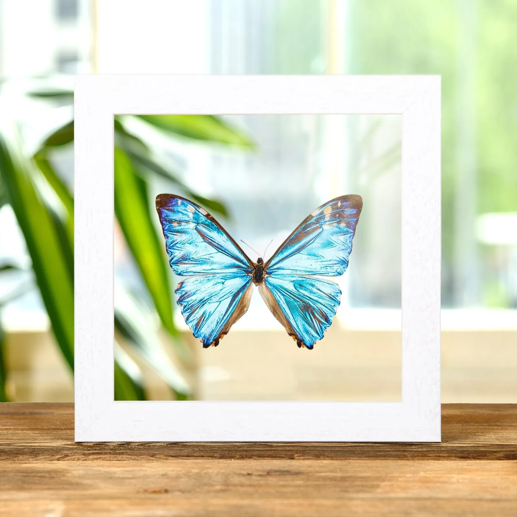 Minibeast Papillon Zephyritis Morpho dans un Cadre en Verre Transparent (Morpho zephyritis)
