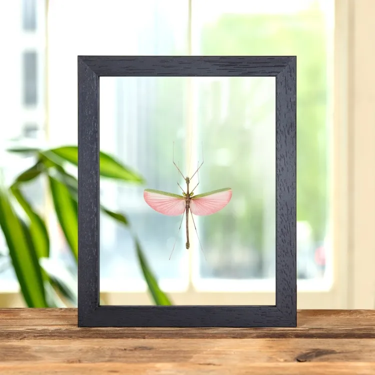 Pink Asian Stick Insect In Clear Glass Box Frame (Marmessoidea quadriguttata)