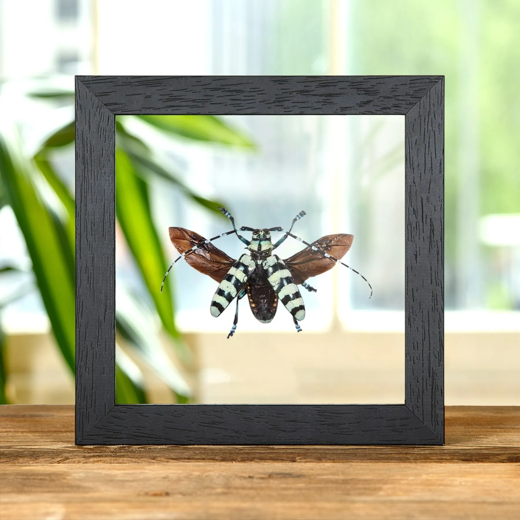 Minibeast Mint Long-horn Beetle In Clear Glass Box Frame (Anoplophora birmanica)