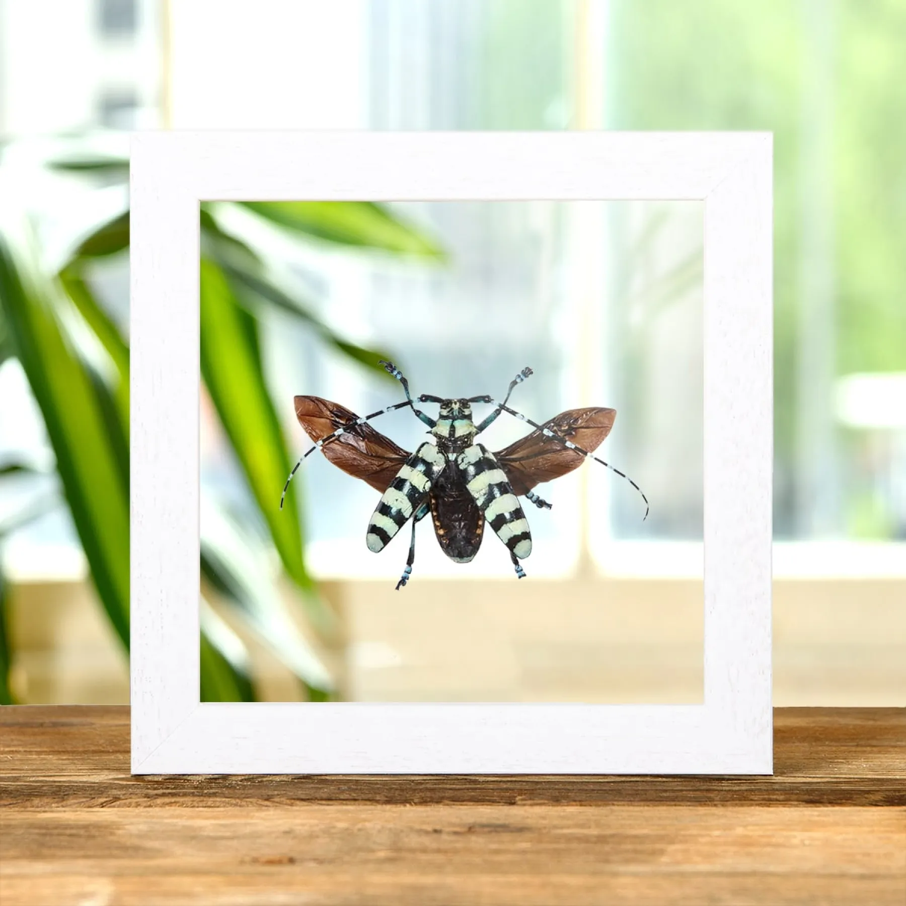 Minibeast Mint Long-horn Beetle In Clear Glass Box Frame (Anoplophora birmanica)