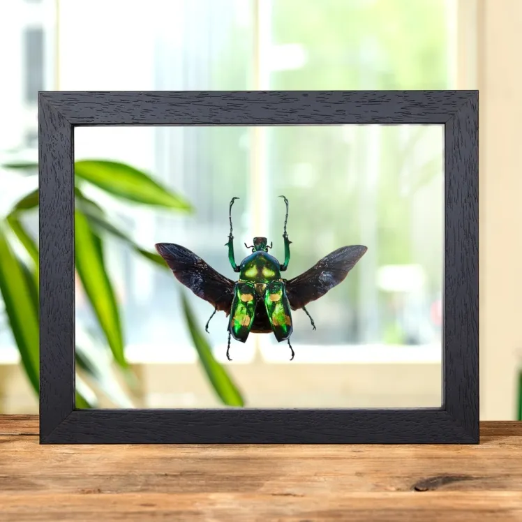 Four Spot Flower Beetle with Wings Spread In Clear Glass Box Frame (Jumnos ruckeri)