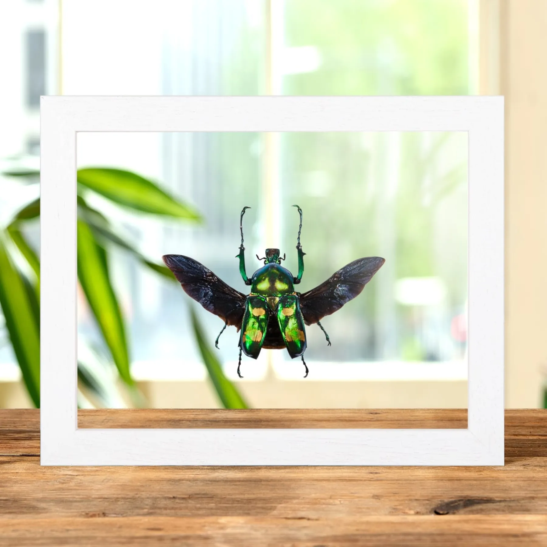 Four Spot Flower Beetle with Wings Spread In Clear Glass Box Frame (Jumnos ruckeri) Minibeast Four Spot Flower Beetle with Wings Spread In Clear Glass Box Frame (Jumnos ruckeri)