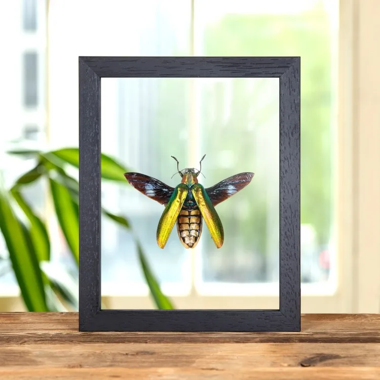 Großer Juwelenkäfer im Transparenten Glasrahmen (Megaloxatha concolor)