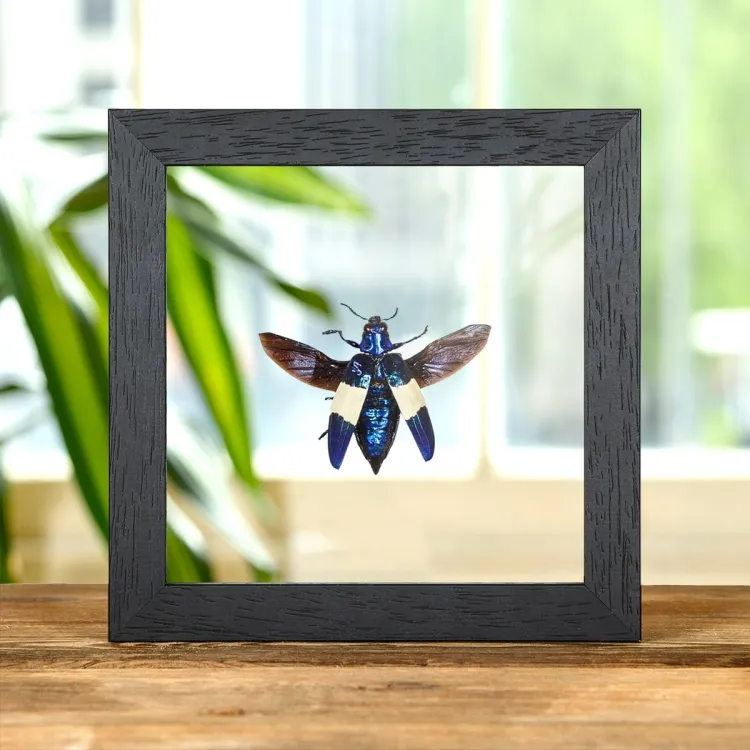 Jewel Beetle In Clear Glass Box Frame (Chrysocheroa castelnaudi)