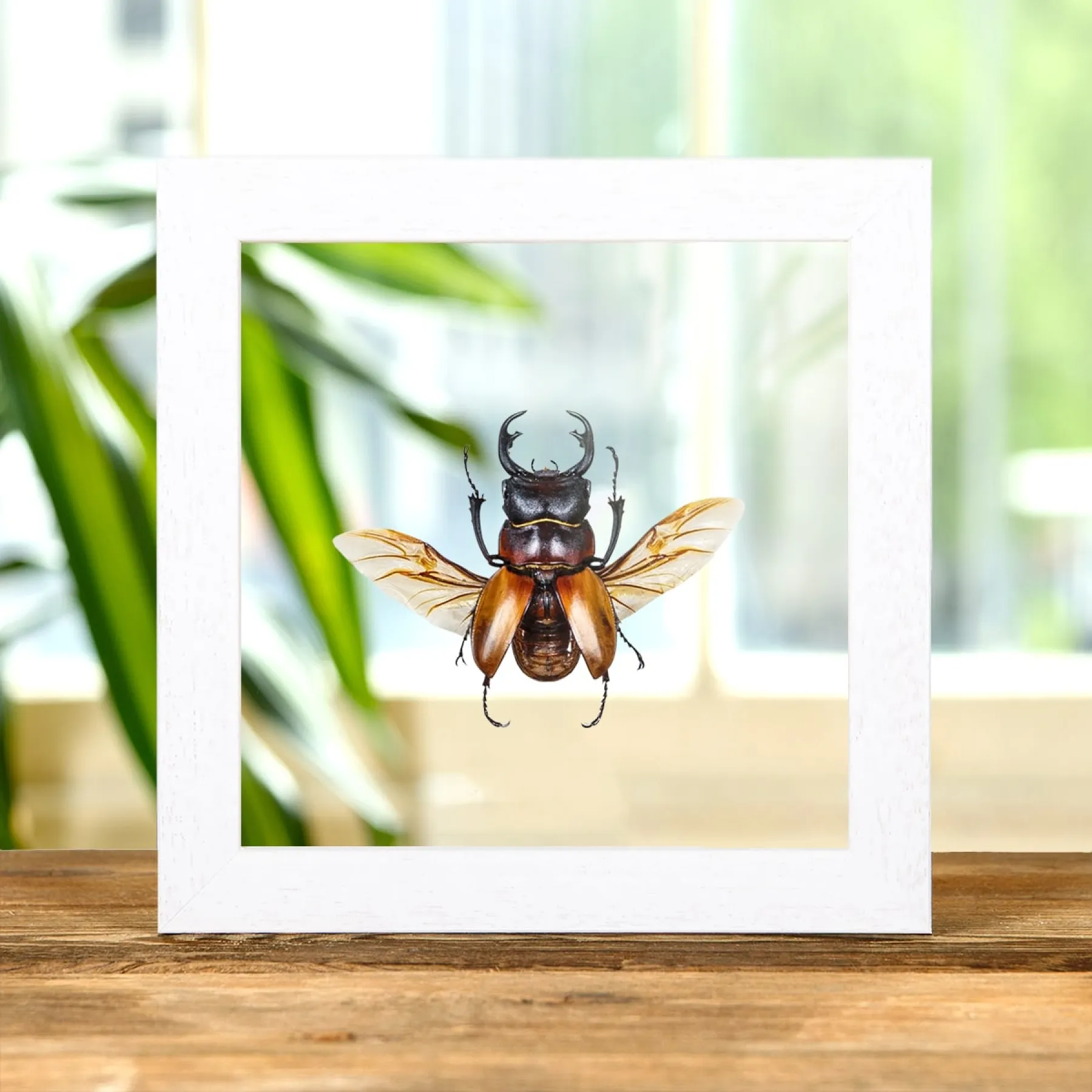 Minibeast Escarabajo Ciervo en Marco de Vidrio Transparente (Odontolabis sommeri)