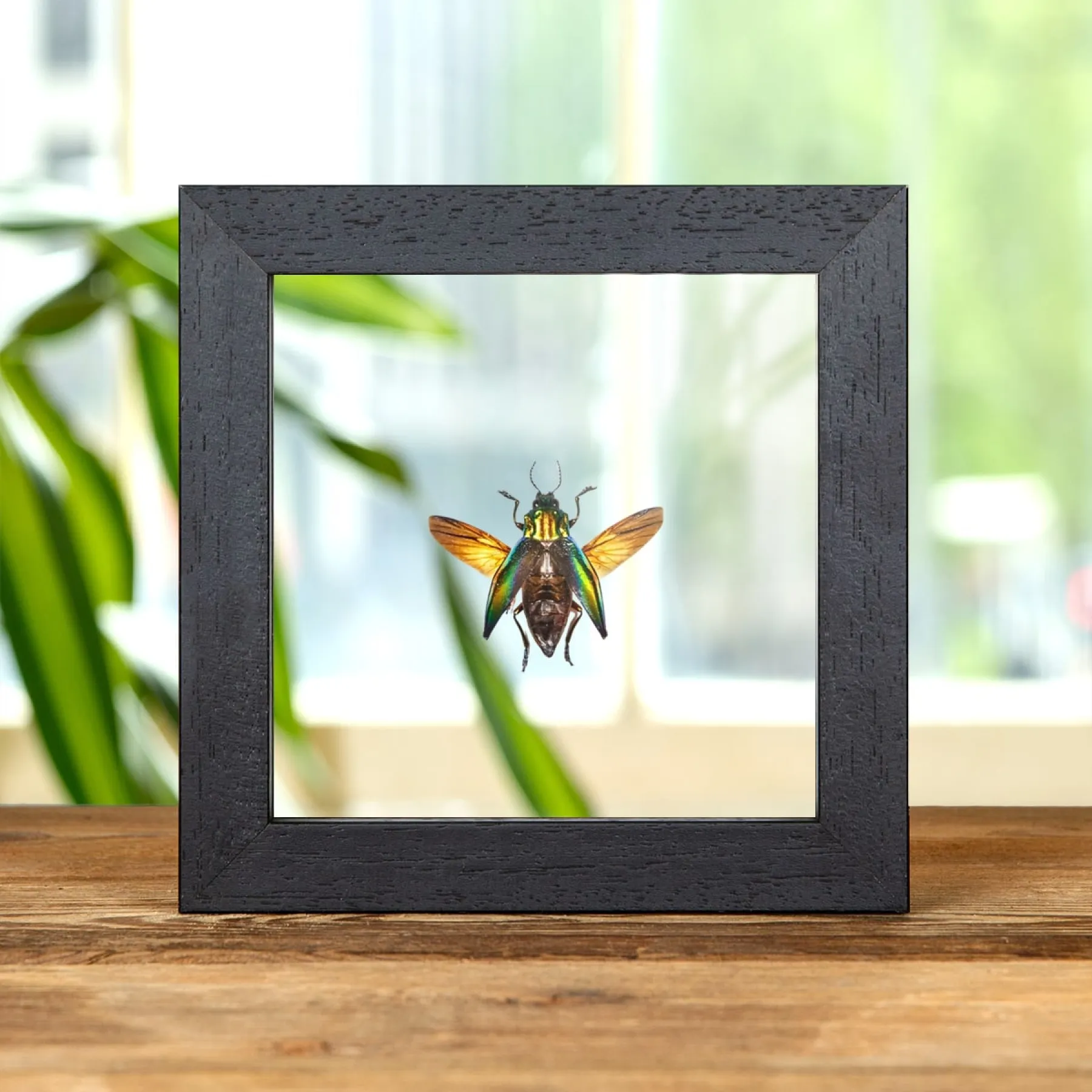 Minibeast Juweelkever in Transparante Glazen Lijst (Cyphogastra calepyga)