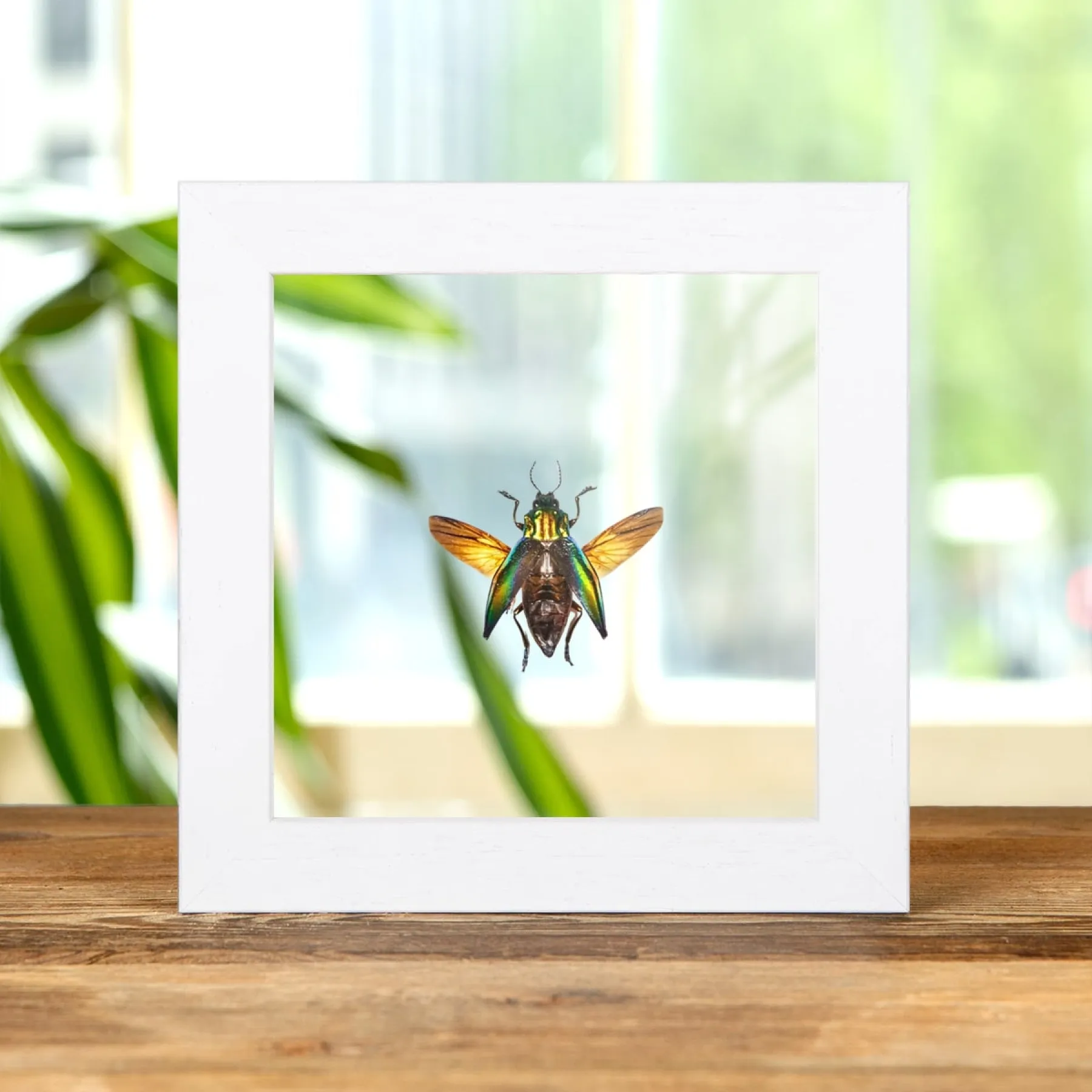 Minibeast Juweelkever in Transparante Glazen Lijst (Cyphogastra calepyga)