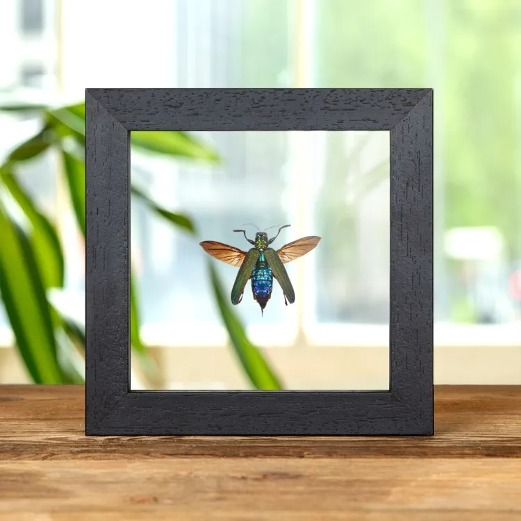 Jewel Beetle In Clear Glass Box Frame (Demochroa detani)
