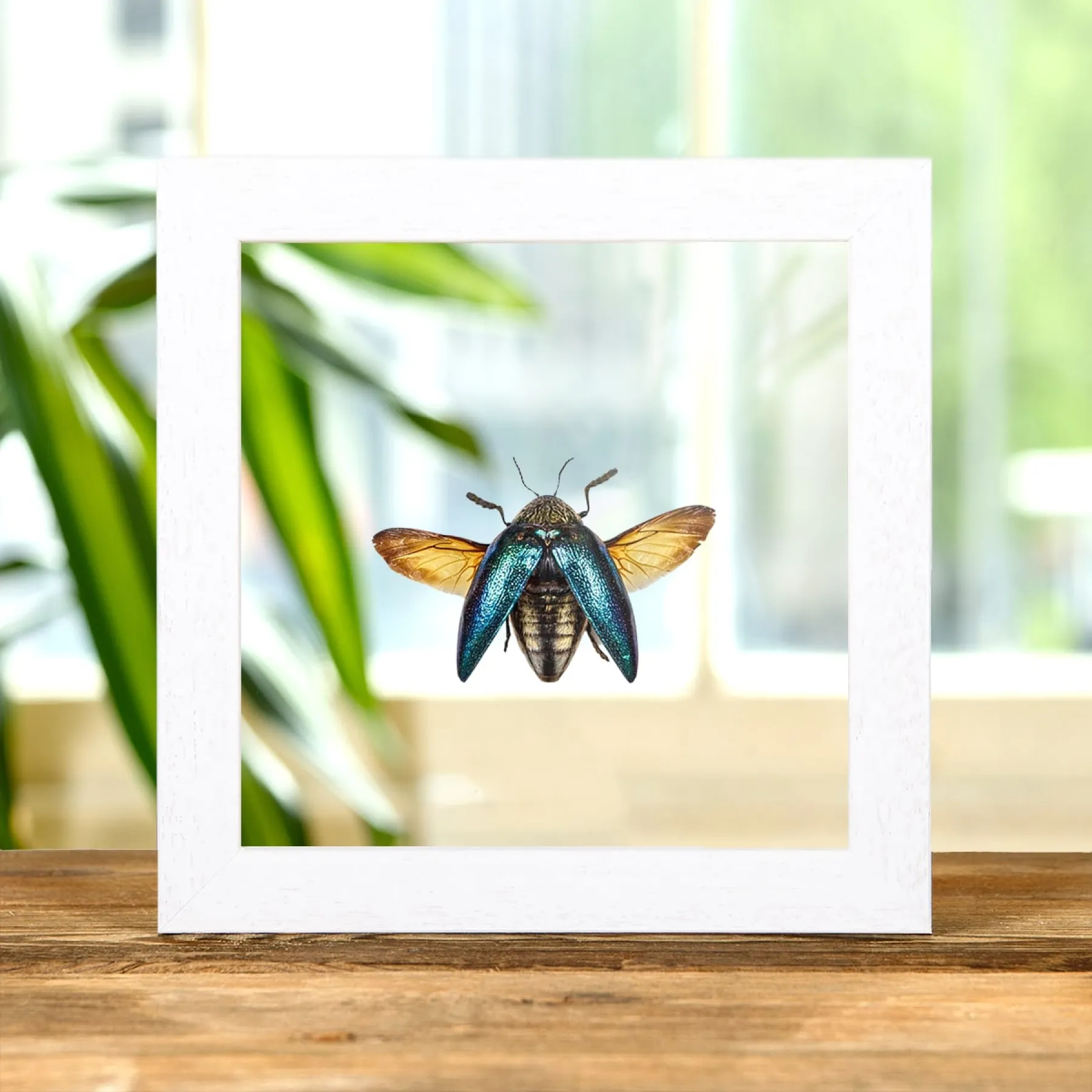 Tanzania Beetle In Clear Glass Box Frame (Sternocera pulchra) Tanzania Beetle In Clear Glass Box Frame (Sternocera pulchra)