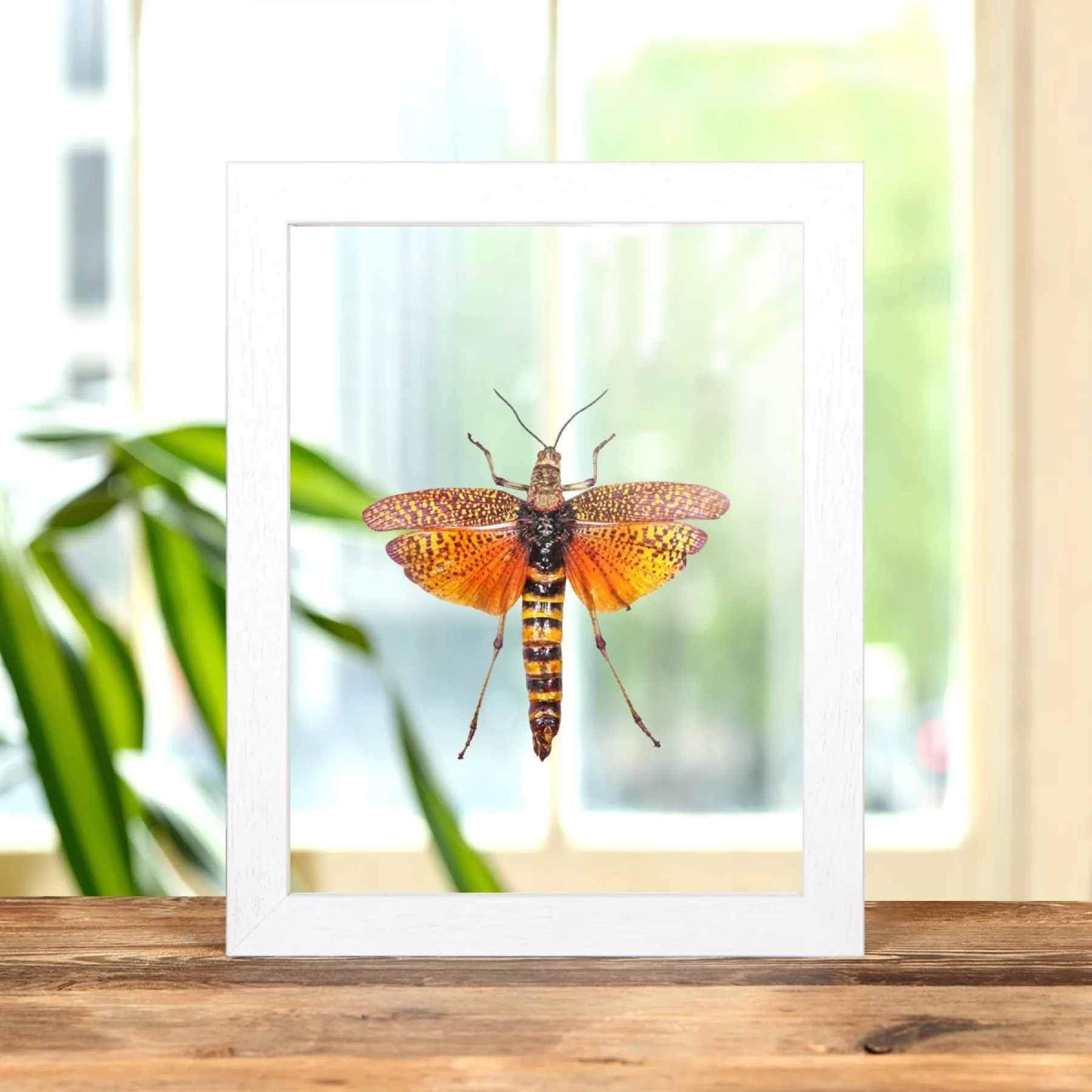 Minibeast Locuste de Brousse D'Afrique de L'Est dans un Cadre en Verre Transparent (Phymateus aegrotus)