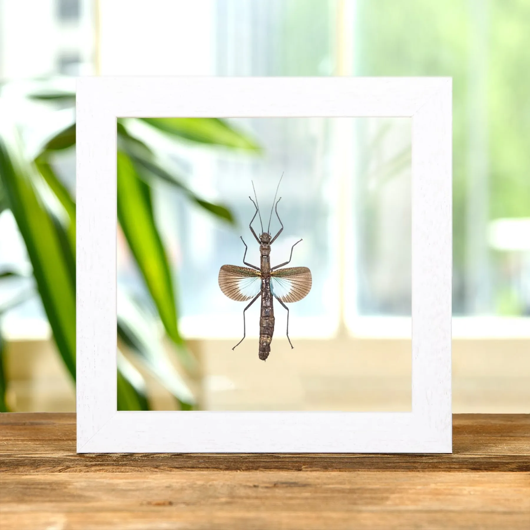 Blue Stick Insect In Clear Glass Box Frame (Orthomeria versicolor) Blue Stick Insect In Clear Glass Box Frame (Orthomeria versicolor)