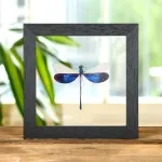 Minibeast Great Blue Metalwing Damselfly In Clear Glass Box Frame (Neurobasis kaupi)